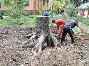 Уборка участка срез деревьев
