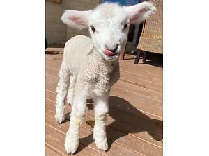 Уессан карликова міні мікро порода домашніх вівць, неймовірні