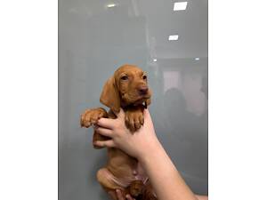 Угорська вижла, ласкаві цуценята