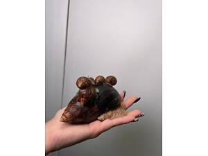 Улитка Ахатина, равлик Ахатіна, большая ахатина, маленькая Ахатіна