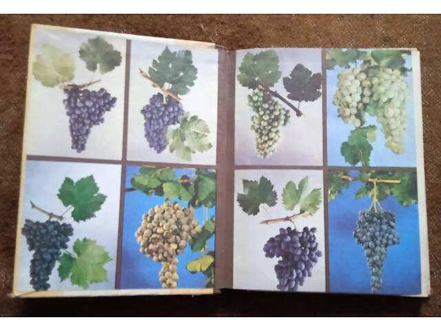 Стійкі сорти винограду - Фото 2
