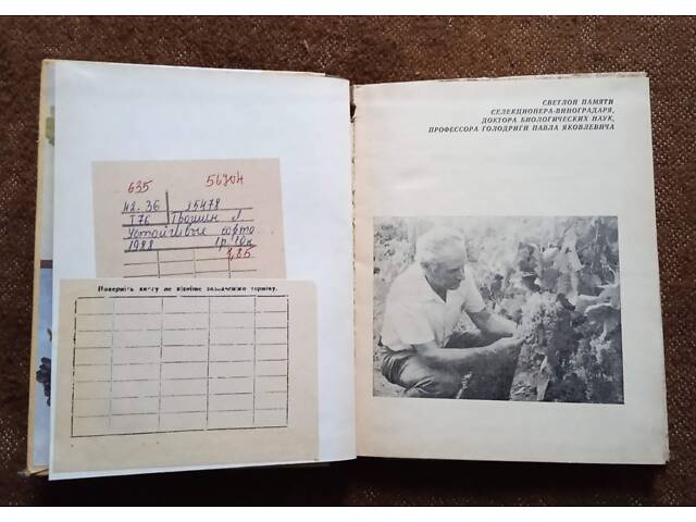 Стійкі сорти винограду - Фото 3