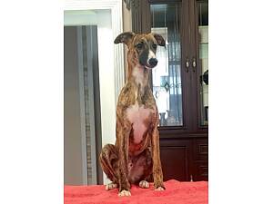 Уиппет - малая английская борзая.