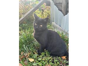 В добрі руки котики і кішечки