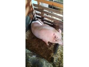 В'єтнамська свиня