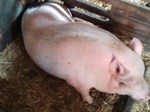 В'єтнамська свиня