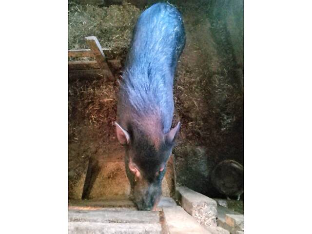 В'єтнамський кнур