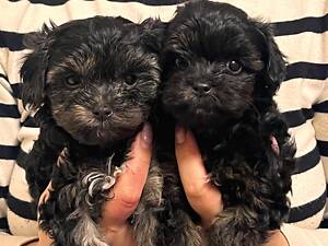 В продажі цуцики йоркіпу