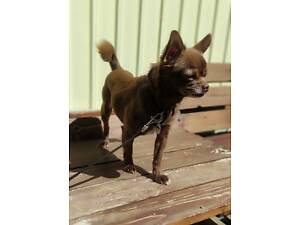 В'язка Чіхуахуа