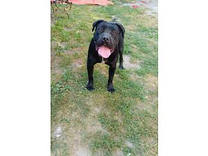 В'язка Кане Корсо КСУ