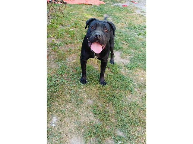 В'язка Кане Корсо КСУ - Фото 1