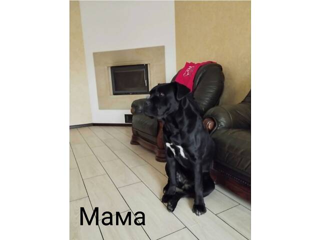 В'язка Кане Корсо КСУ - Фото 4