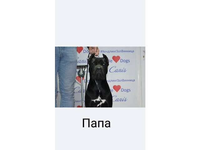 В'язка Кане Корсо КСУ - Фото 5