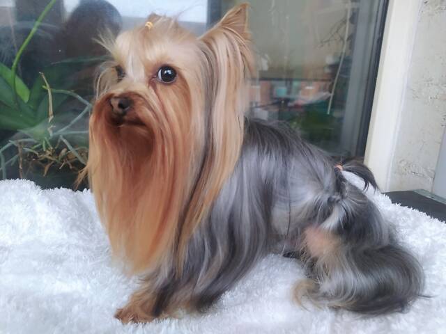 В'язка міні йоркширський тер'єр - Фото 2