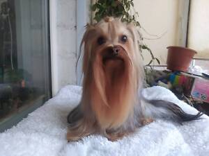 В'язка міні йоркширський терьєр