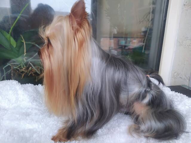 В'язка міні йоркширський тер'єр - Фото 3