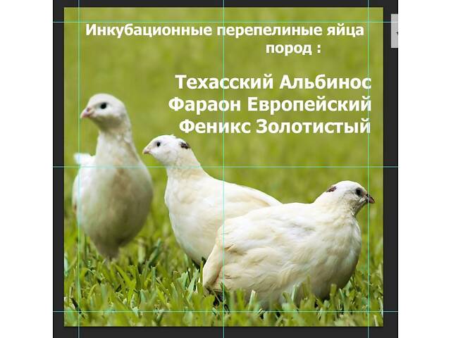 Вакуумна напувалка от 1 до 30 л для птахів з ручкою та без ручки - Фото 5