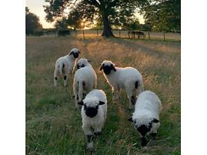 Валлийская черномордая овечка, разные особи швейцарской овцы.