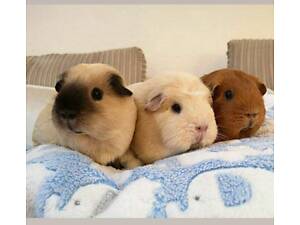 Вау морські свинки для дому,яких обожнюють дітки, мега лагідні, різні