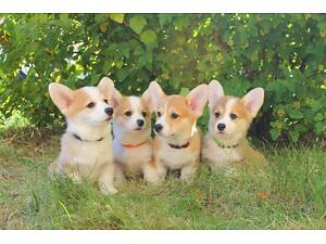 Цуценята Вельш-коргі пемброк