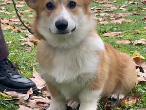 Вельш-коргі пемброк