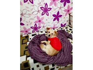 Вiдам собачку в хороши руки.