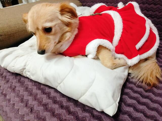 Віддам собачку в добрі руки. - Фото 3