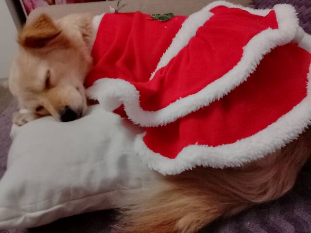 Віддам собачку в добрі руки. - Фото 2