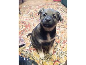 Отдам щенков в добрые и заботливые руки.