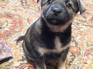 Отдам щенков в добрые и заботливые руки.