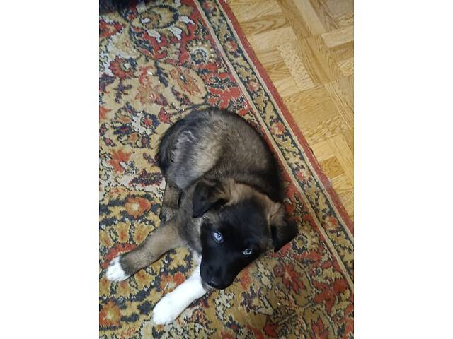 Отдам щенков в добрые и заботливые руки. - Фото 2