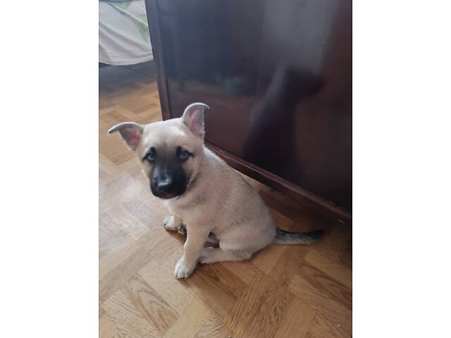 Отдам щенков в добрые и заботливые руки. - Фото 3