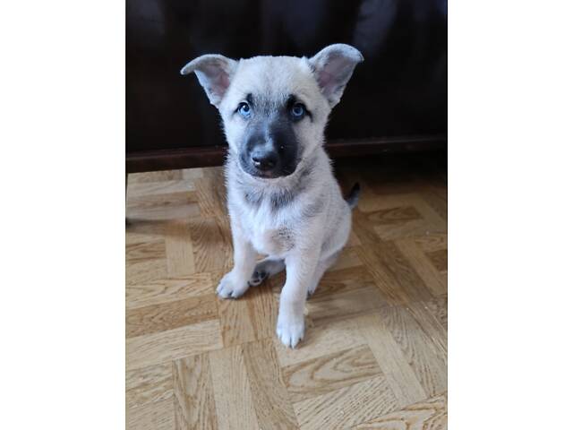 Отдам щенков в добрые и заботливые руки. - Фото 4