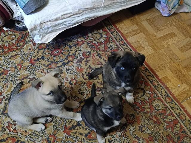 Отдам щенков в добрые и заботливые руки. - Фото 5