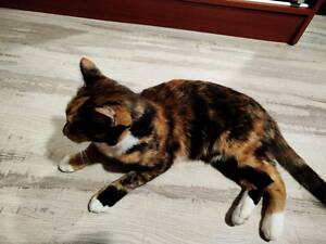 Віддам кішку у гарні руки.