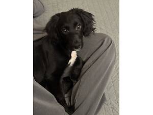 Віддам кокер спанієля дівчинку 7 місяців