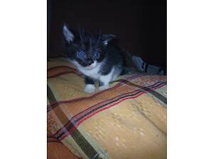 Віддам кошенят в добрі руки.