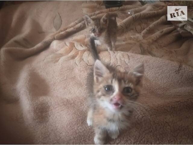 Отдам котят в добрые руки - Фото 1