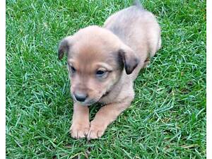 Віддам красивих цуценят