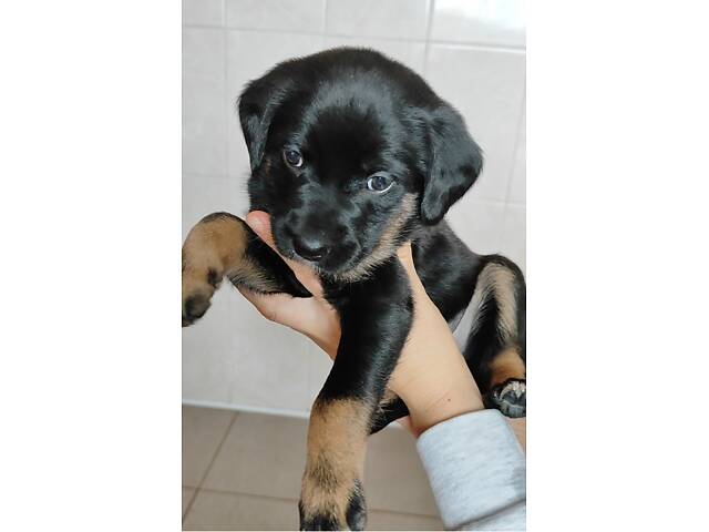 Віддам цуценят в добрі руки. - Фото 2