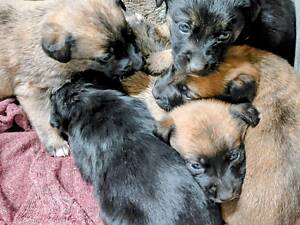 Віддам цуценят!!! ВІННИЦЯ