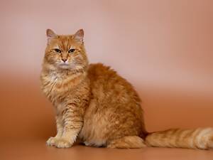 Отдам в хорошие руки кошечку Стеллу.