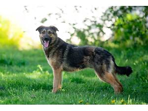 Отдам в добрые руки молодую собаку Сэма.