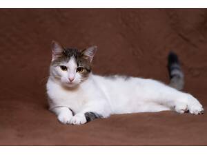 Отдам в хорошие руки молодую кошечку Белка.
