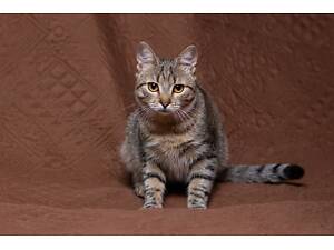 Отдам в хорошие руки молодую кошечку Рысю.