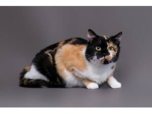 Отдам в хорошие руки молодую кошечку Земфиру.