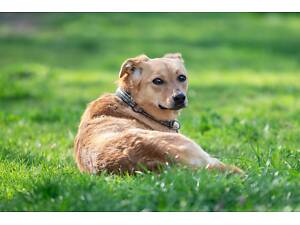 Отдам в добрые руки особую молодую собачку Фею.