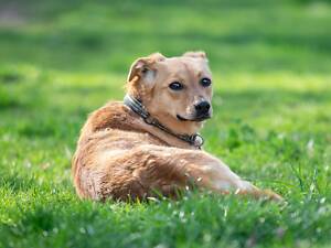 Отдам в добрые руки особую молодую собачку Фею.