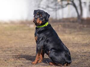 Отдам в добрые руки собаку Гуччи.