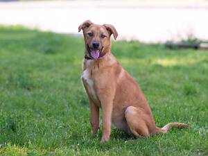 Отдам в добрые руки щенка девочку Эдис.